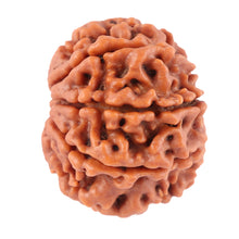 Load image into Gallery viewer, 8 Mukhi Nepalese Rudraksha - Bead No. 45