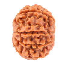 Load image into Gallery viewer, 8 Mukhi Nepalese Rudraksha - Bead No. 46