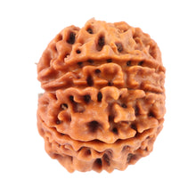 Load image into Gallery viewer, 8 Mukhi Nepalese Rudraksha - Bead No. 47