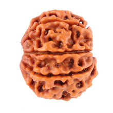 Load image into Gallery viewer, 8 Mukhi Nepalese Rudraksha - Bead No. 48