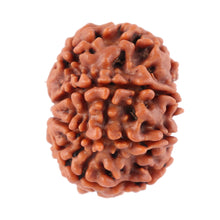 Load image into Gallery viewer, 8 Mukhi Nepalese Rudraksha - Bead No. 51