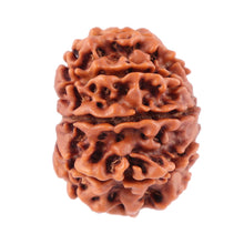 Load image into Gallery viewer, 8 Mukhi Nepalese Rudraksha - Bead No. 52