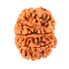 Load image into Gallery viewer, 8 Mukhi Nepalese Rudraksha - Bead No. 54