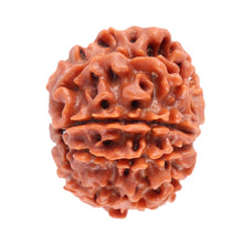 Load image into Gallery viewer, 8 Mukhi Nepalese Rudraksha - Bead No. 31