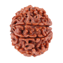 Load image into Gallery viewer, 8 Mukhi Nepalese Rudraksha - Bead No. 36