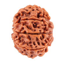 Load image into Gallery viewer, 8 Mukhi Nepalese Rudraksha - Bead No. 41