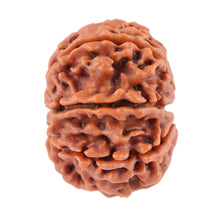 Load image into Gallery viewer, 8 Mukhi Nepalese Rudraksha - Bead No. 42