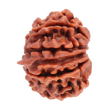 Load image into Gallery viewer, 8 Mukhi Nepalese Rudraksha - Bead No. 43