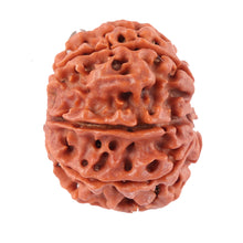 Load image into Gallery viewer, 8 Mukhi Nepalese Rudraksha - Bead No. 44