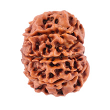 Load image into Gallery viewer, 8 Mukhi Nepalese Rudraksha - Bead No. 52