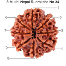 Load image into Gallery viewer, 8 Mukhi Nepalese Rudraksha - Bead No. 34