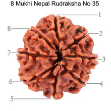 Load image into Gallery viewer, 8 Mukhi Nepalese Rudraksha - Bead No. 35