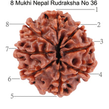 Load image into Gallery viewer, 8 Mukhi Nepalese Rudraksha - Bead No. 36