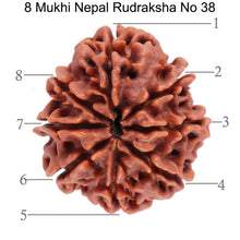 Load image into Gallery viewer, 8 Mukhi Nepalese Rudraksha - Bead No. 38