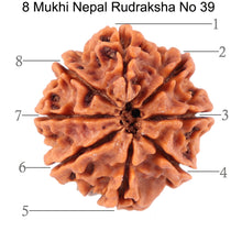 Load image into Gallery viewer, 8 Mukhi Nepalese Rudraksha - Bead No. 39