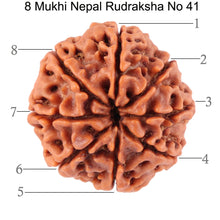 Load image into Gallery viewer, 8 Mukhi Nepalese Rudraksha - Bead No. 41