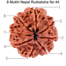 Load image into Gallery viewer, 8 Mukhi Nepalese Rudraksha - Bead No. 44