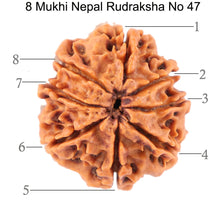 Load image into Gallery viewer, 8 Mukhi Nepalese Rudraksha - Bead No. 47