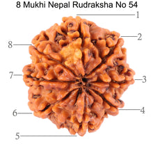 Load image into Gallery viewer, 8 Mukhi Nepalese Rudraksha - Bead No. 54