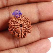 Load image into Gallery viewer, 8 Mukhi Nepalese Rudraksha - Bead No. 132