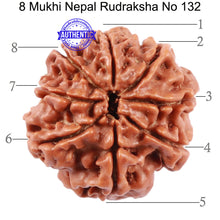 Load image into Gallery viewer, 8 Mukhi Nepalese Rudraksha - Bead No. 132