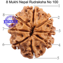 Load image into Gallery viewer, 8 Mukhi Nepalese Rudraksha - Bead No. 100