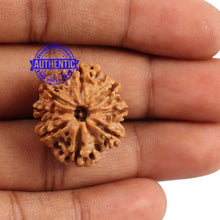Load image into Gallery viewer, 8 Mukhi Nepalese Rudraksha - Bead No. 100