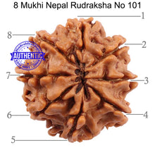 Load image into Gallery viewer, 8 Mukhi Nepalese Rudraksha - Bead No. 101