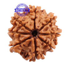 Load image into Gallery viewer, 8 Mukhi Nepalese Rudraksha - Bead No. 101