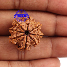 Load image into Gallery viewer, 8 Mukhi Nepalese Rudraksha - Bead No. 101