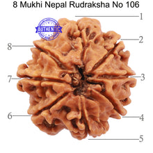 Load image into Gallery viewer, 8 Mukhi Nepalese Rudraksha - Bead No. 106