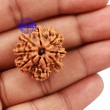 Load image into Gallery viewer, 8 Mukhi Nepalese Rudraksha - Bead No. 106