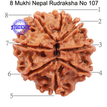 Load image into Gallery viewer, 8 Mukhi Nepalese Rudraksha - Bead No. 107