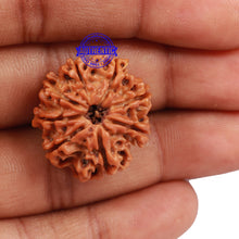 Load image into Gallery viewer, 8 Mukhi Nepalese Rudraksha - Bead No. 107