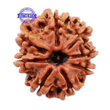 Load image into Gallery viewer, 8 Mukhi Nepalese Rudraksha - Bead No. 108