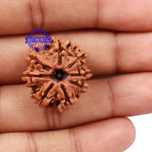 Load image into Gallery viewer, 8 Mukhi Nepalese Rudraksha - Bead No. 108
