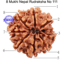Load image into Gallery viewer, 8 Mukhi Nepalese Rudraksha - Bead No. 111