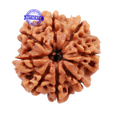 Load image into Gallery viewer, 8 Mukhi Nepalese Rudraksha - Bead No. 111