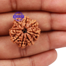 Load image into Gallery viewer, 8 Mukhi Nepalese Rudraksha - Bead No. 111