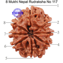 Load image into Gallery viewer, 8 Mukhi Nepalese Rudraksha - Bead No. 117