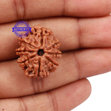 Load image into Gallery viewer, 8 Mukhi Nepalese Rudraksha - Bead No. 117