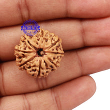 Load image into Gallery viewer, 8 Mukhi Nepalese Rudraksha - Bead No. 120