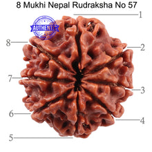 Load image into Gallery viewer, 8 Mukhi Nepalese Rudraksha - Bead No. 57