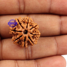 Load image into Gallery viewer, 8 Mukhi Nepalese Rudraksha - Bead No. 88