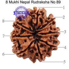 Load image into Gallery viewer, 8 Mukhi Nepalese Rudraksha - Bead No. 89