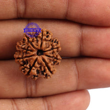 Load image into Gallery viewer, 8 Mukhi Nepalese Rudraksha - Bead No. 89