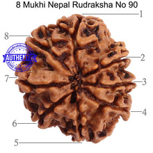 Load image into Gallery viewer, 8 Mukhi Nepalese Rudraksha - Bead No. 90