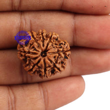 Load image into Gallery viewer, 8 Mukhi Nepalese Rudraksha - Bead No. 90
