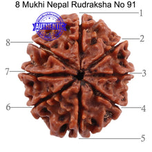 Load image into Gallery viewer, 8 Mukhi Nepalese Rudraksha - Bead No. 91