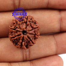 Load image into Gallery viewer, 8 Mukhi Nepalese Rudraksha - Bead No. 91